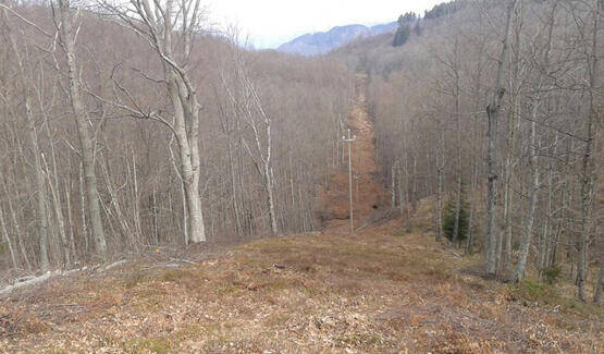 Immagine: TaglioPiante